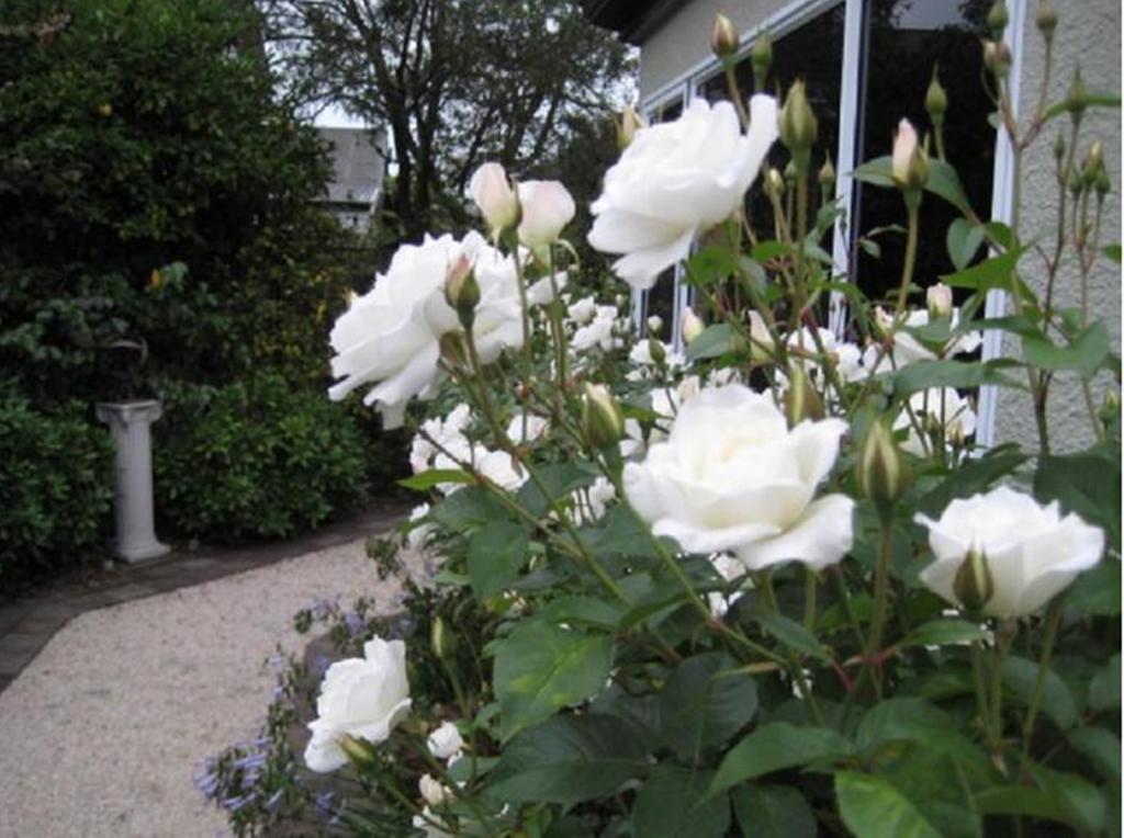 Finlay Banks Boutique Bed & Breakfast Christchurch Eksteriør billede